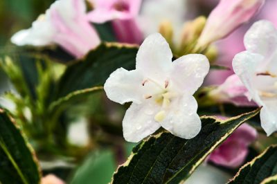 Puis-je faire pousser un weigela dans un seau?