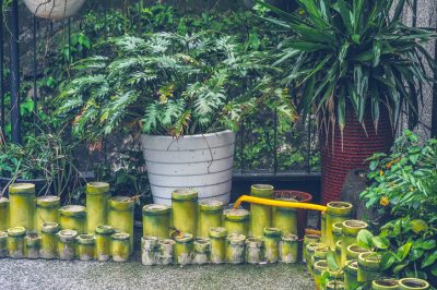 Un bon soin de l'arbre de Noël dans le pot