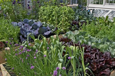 Vignes - Variétés adaptées au jardin potager