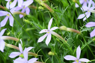 Quel genre d'asticots blancs existe-t-il dans la terre?