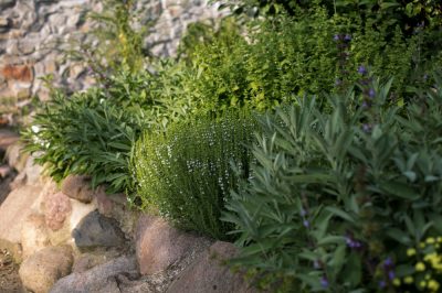 Quelle haie convient à un petit jardin?