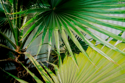 Quelles plantes fleurissent en hiver