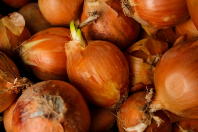 Quel bois convient à la maison de jardin?