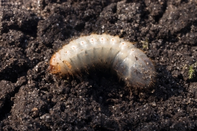 Quelles plantes aquatiques nettoient l'eau?