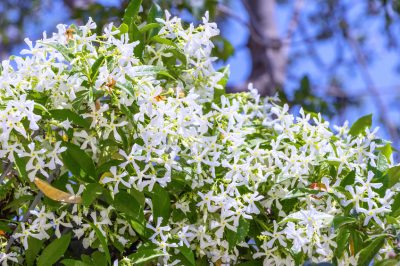 De quoi les guêpes peuvent-elles être nourries