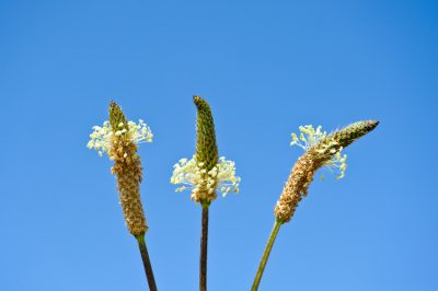 Que faire des guêpes dans le compost? Un guide