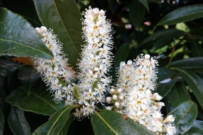 Un nid de guêpe dans un pot de fleurs