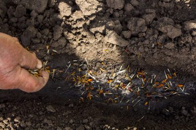 Semez des fleurs sauvages et créez des prairies fleuries