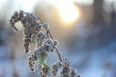 Impressions hivernales - photos des plus beaux moments du jardin d'hiver