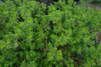 L'asclépiade: mauvaise herbe ou plante ornementale?