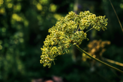 Boutures de Wollemia nobilis pour la conservation des espèces