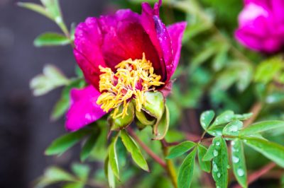 Qu'est-ce qui aide contre les campagnols dans le jardin? tout sur le contrôle des campagnols