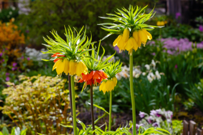 Chasser le campagnol avec des plantes