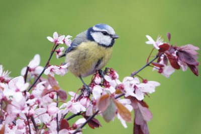 Herbe zébrée: entretien et taille