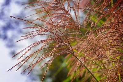 La floraison de l'herbe zébrée - une beauté rare