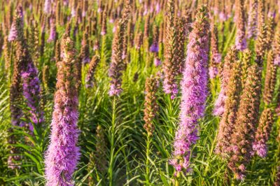 Herbe zébrée - rayures bien visibles et hautes tiges