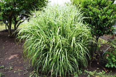 Propager l'herbe zébrée