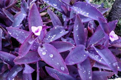 Oignon ornemental: plantation et entretien (Allium)