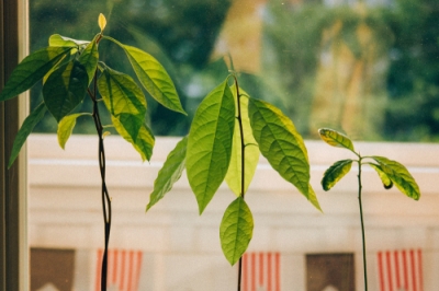 Feuilles jaunes sur les plantes d'intérieur - causes et aide