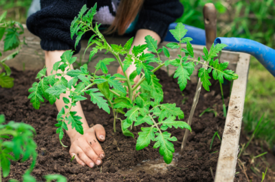 Faites deux sur un - propagez avec succès les plantes d'intérieur